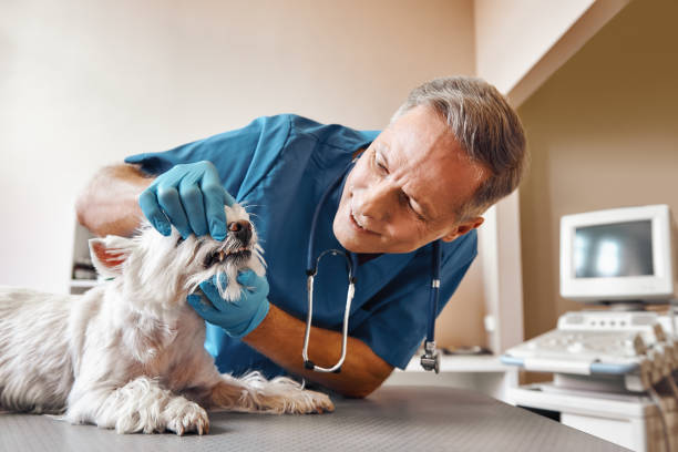 Professional Emergency Dental Service in FL